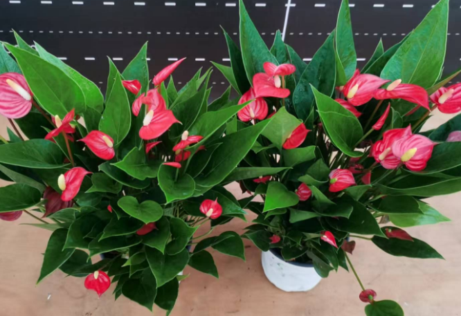 Антуриум 140 бабй'с Брит 14 40