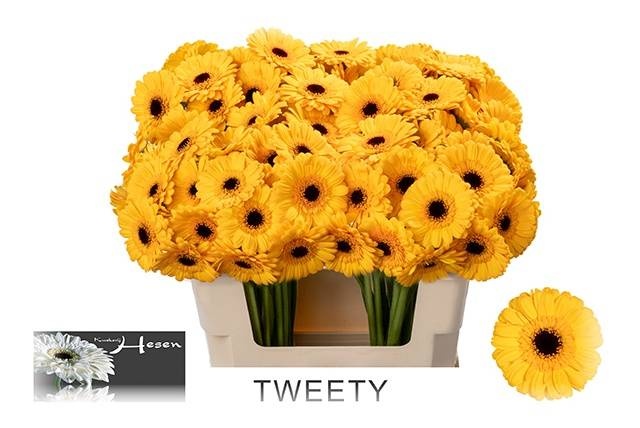 Гермини Твити, шт.