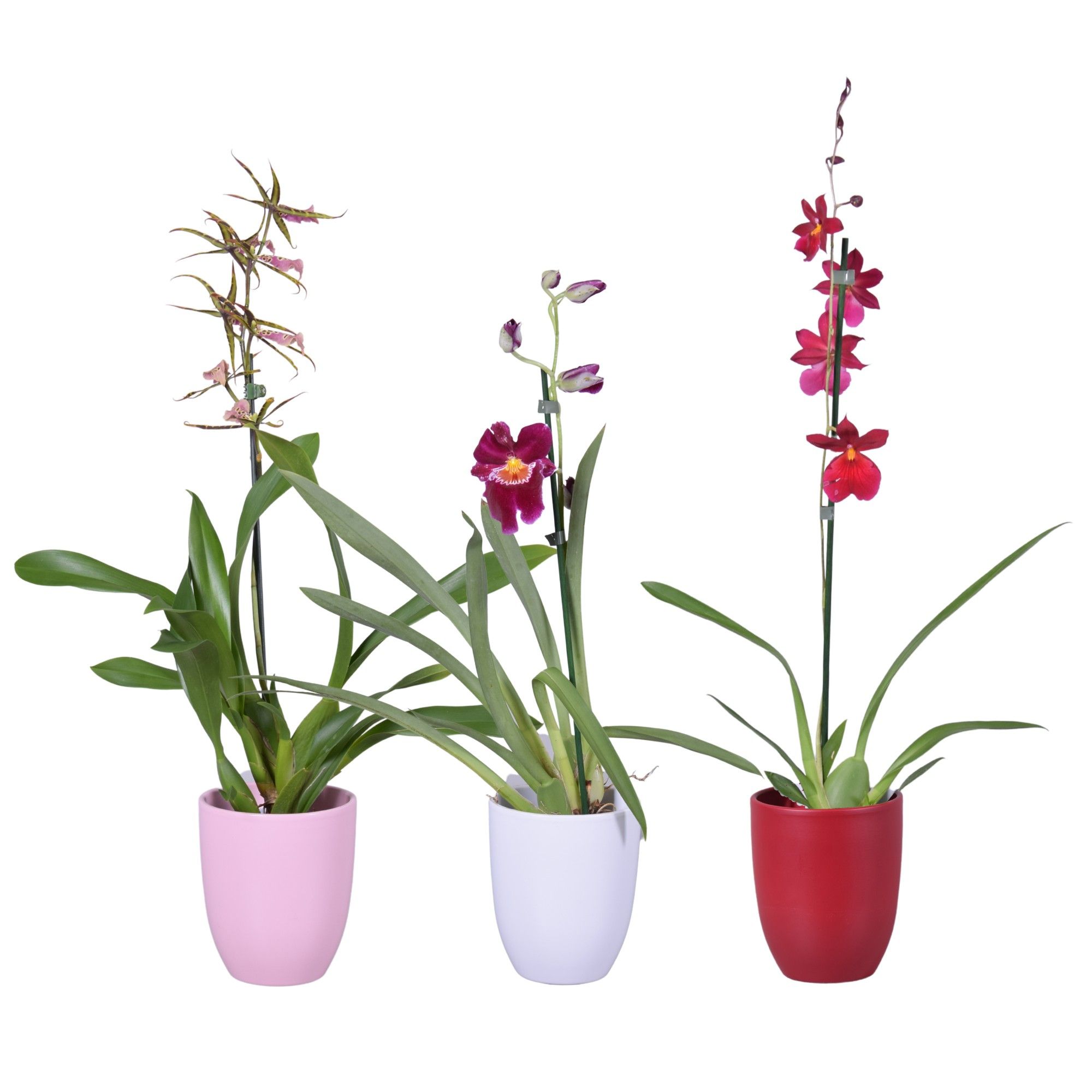 Valentine / Women's day mix 1 tak met roze, wit en rood keramiek, D 14