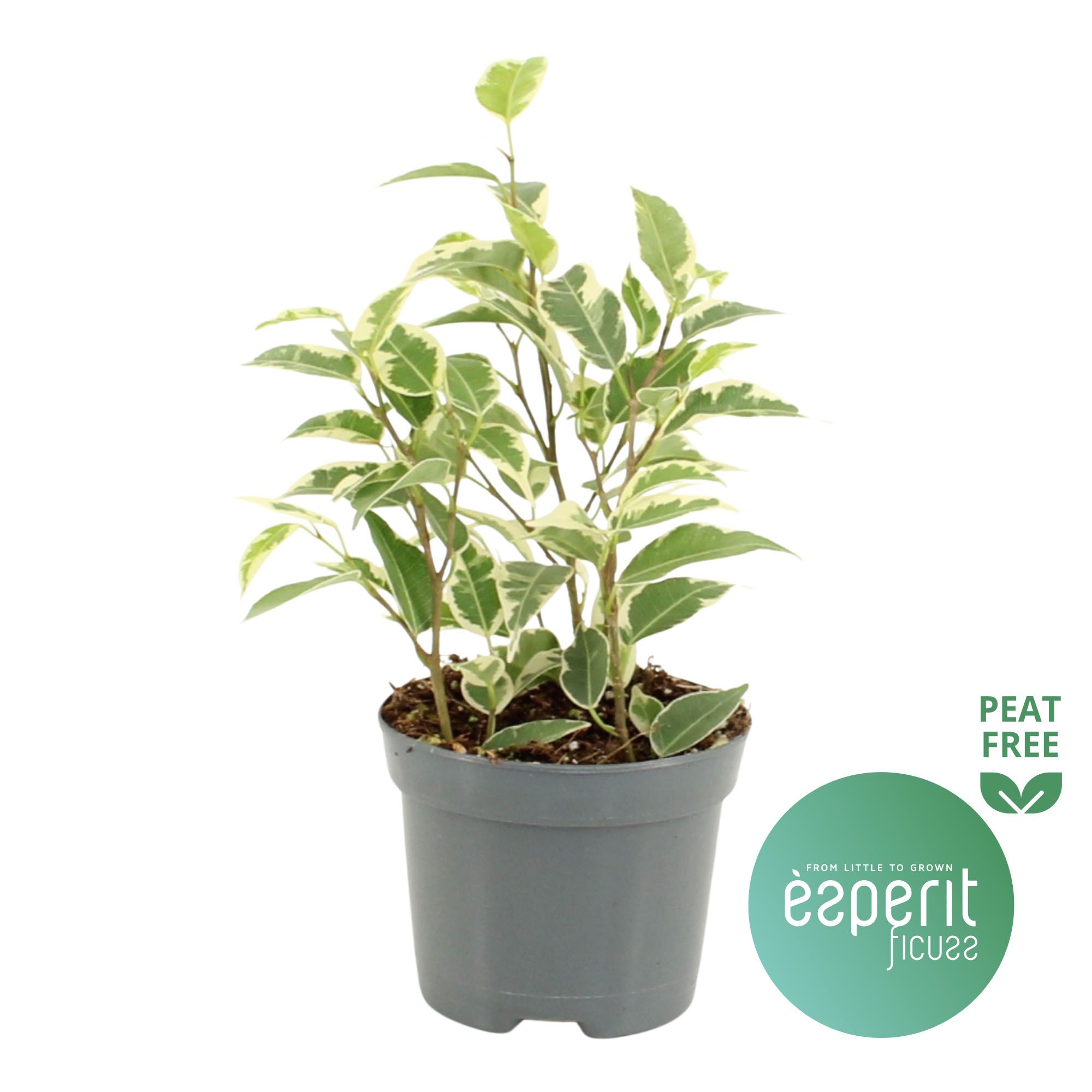 Ficus benjamina Petite Samantha®, D 8,5