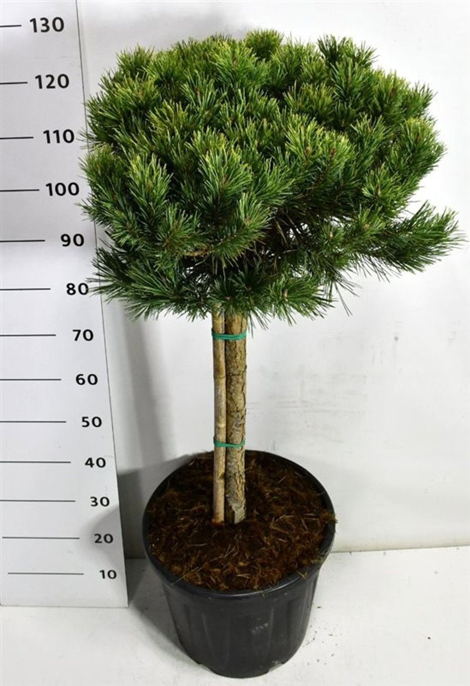 Pinus sylvestris 'Watereri Nana', D 40