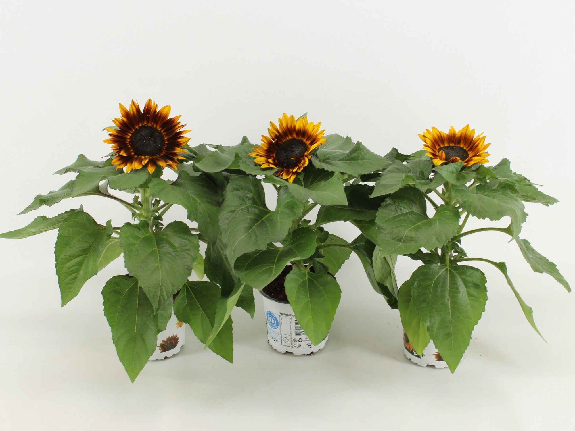 Helianthus Annuus Tiger Eye, D 12