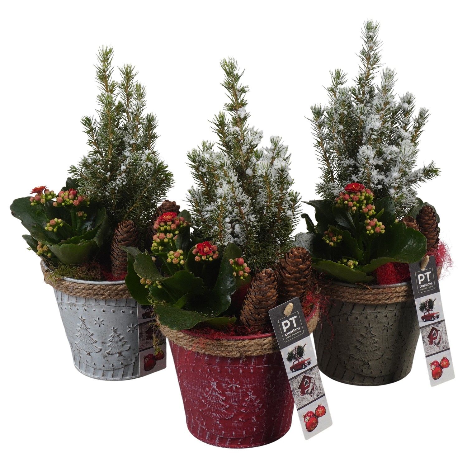 PTCHR7318 Arrangement Christmas Red in metaal pot, D 13 cm