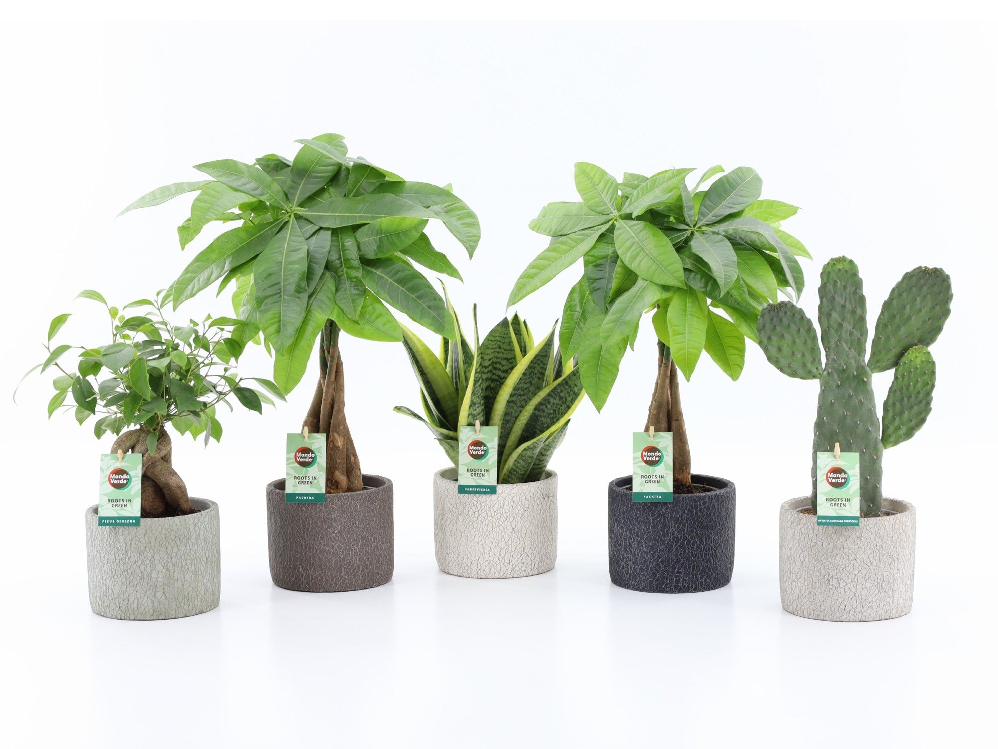 Asia Mix in Classic Stone, D 14