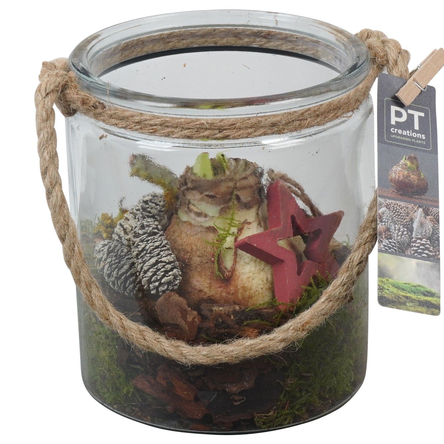 PTACH5929 Arrangement Amaryllis Christmas in glazen vaas, D 14 cm