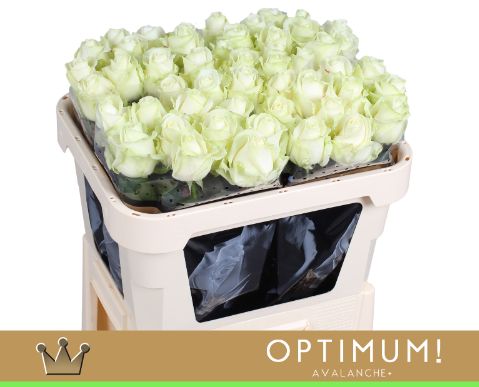 Роза од. Аваланш+ 70, шт.