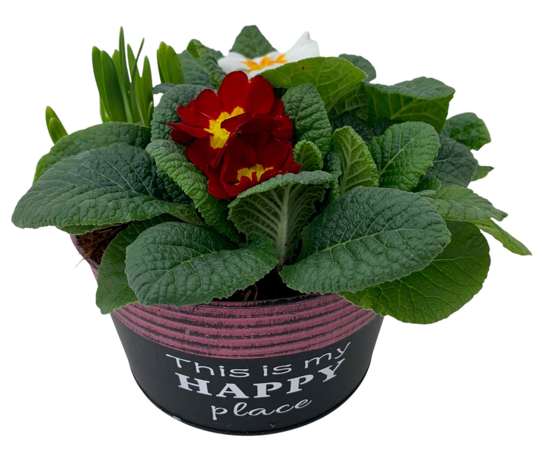 Primula Happy Zink rond 2x Prim + Tete 654, D 16