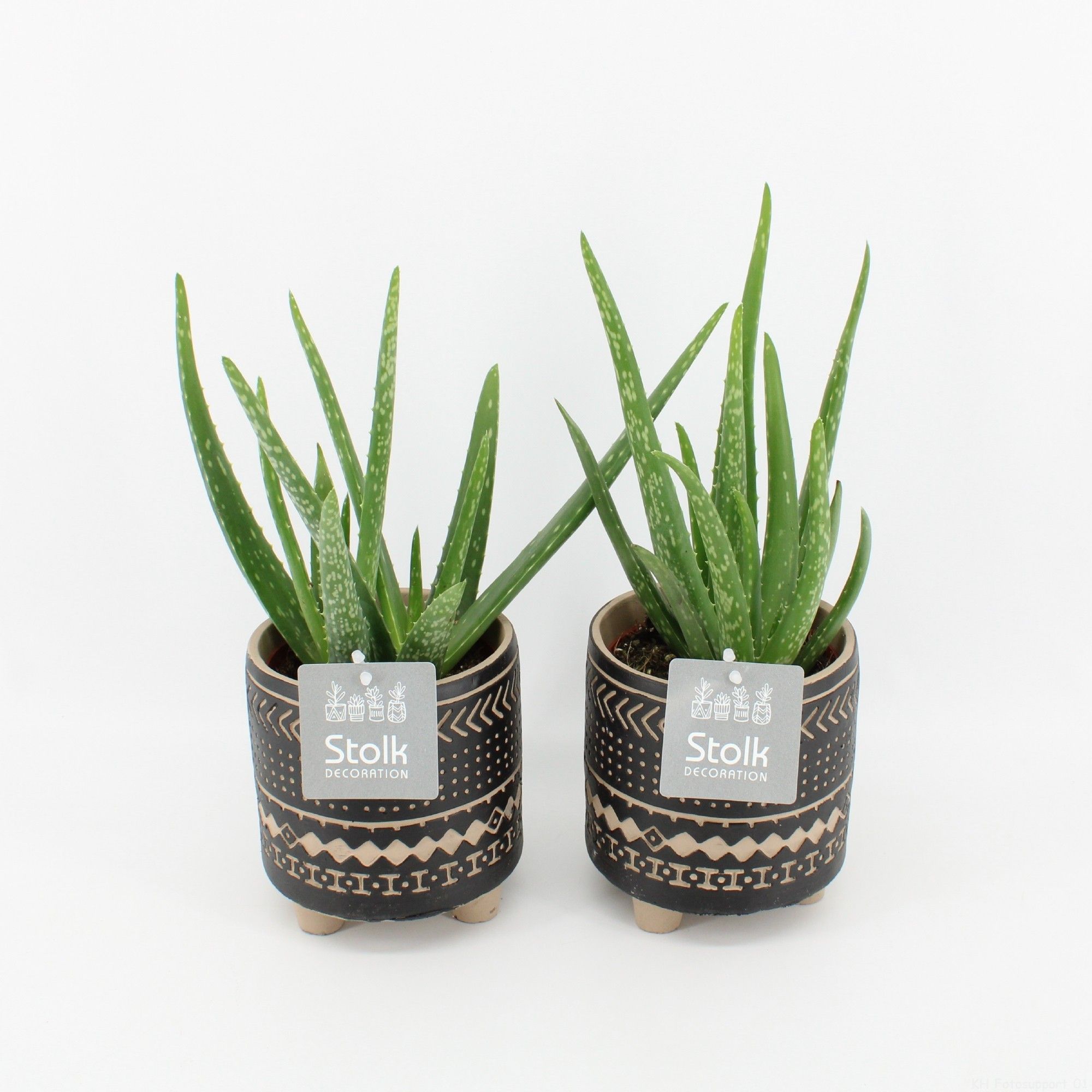 Aloe Vera in Maya pot, D 13