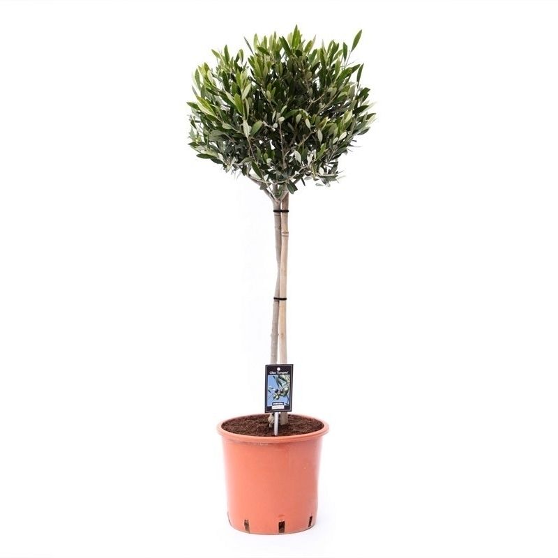 Olea Olijf op Stam, D 22