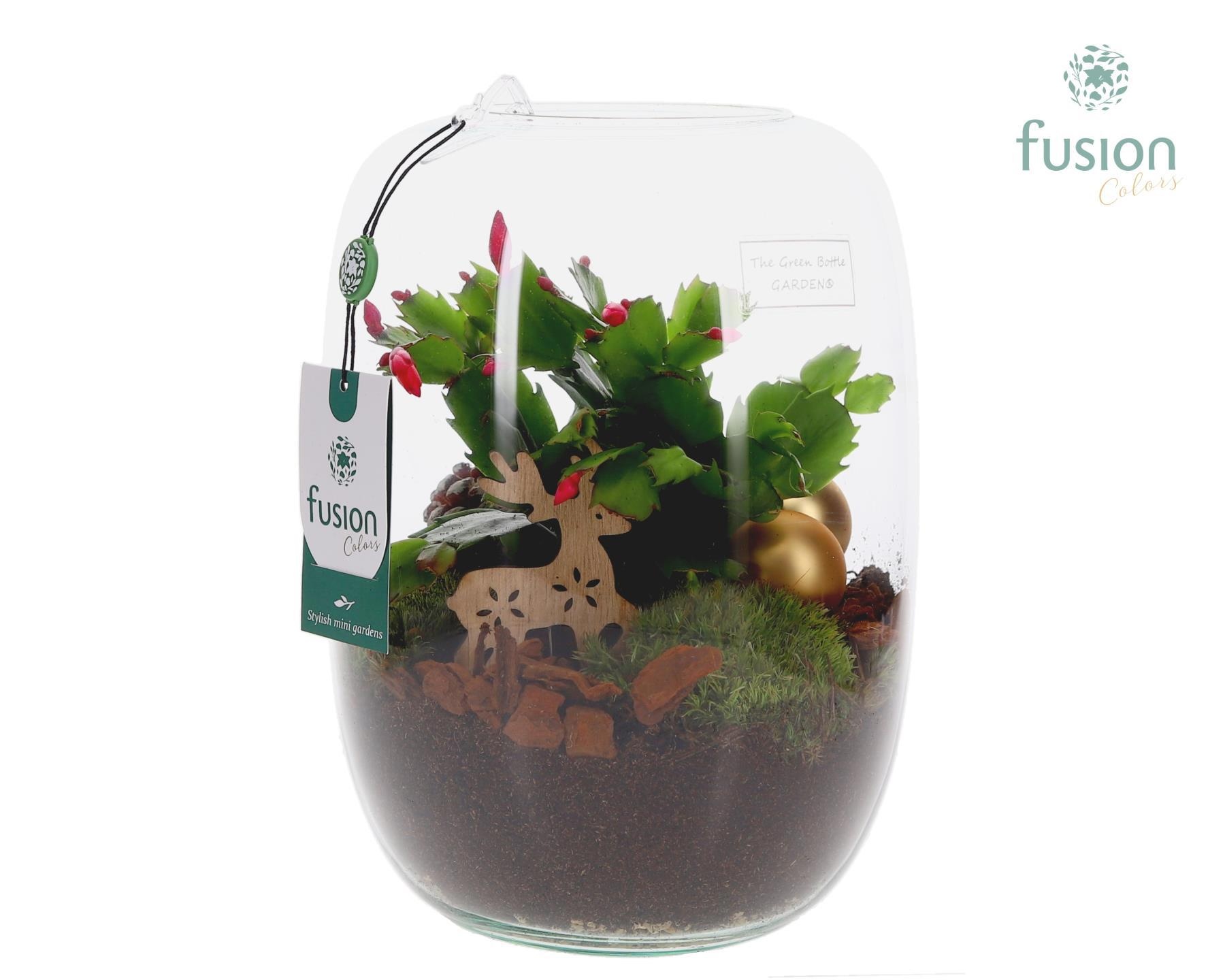 Green Bottle Isabella Large met Schlumbergera, D 19 cm Green Bottle Isabella Large met Schlumbergera, D 19 cm