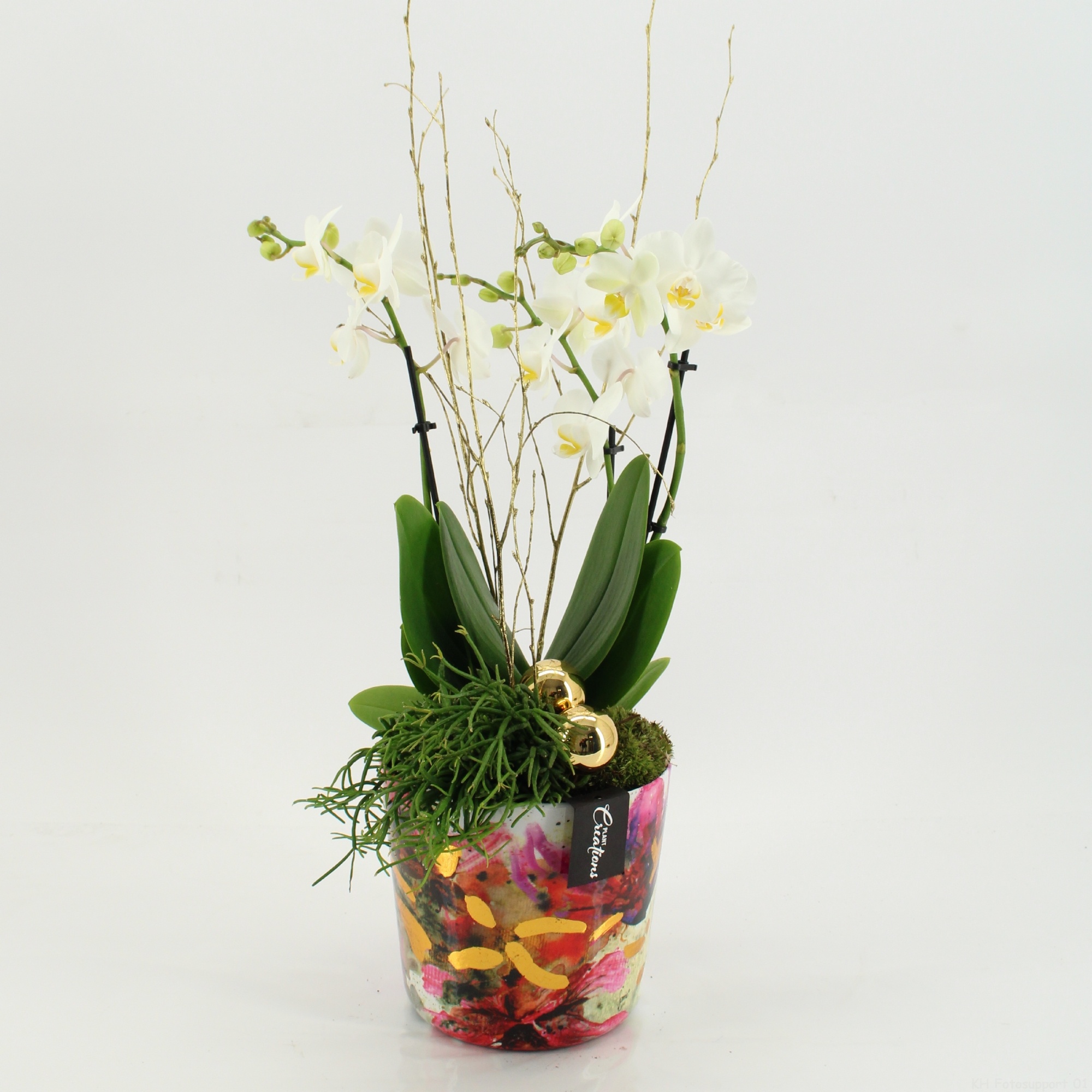 LICR-2525 Limited Phalaenopsis Xmas, D 17 cm LICR-2525 Limited Phalaenopsis Xmas, D 17 cm