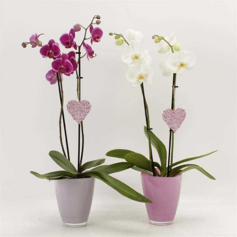 Phalaenopsis gemengd 2 tak gemengd in Bombay glas met harthanger, D 12