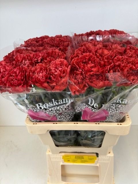 Диантус од. Мисс Фабулус, шт.