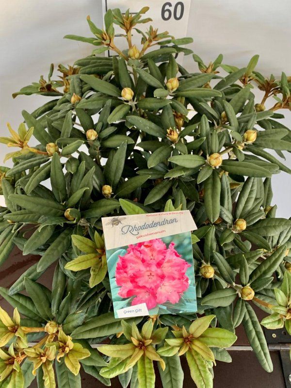 Rhododendron (Y) 'Hydon Hunter', D 38