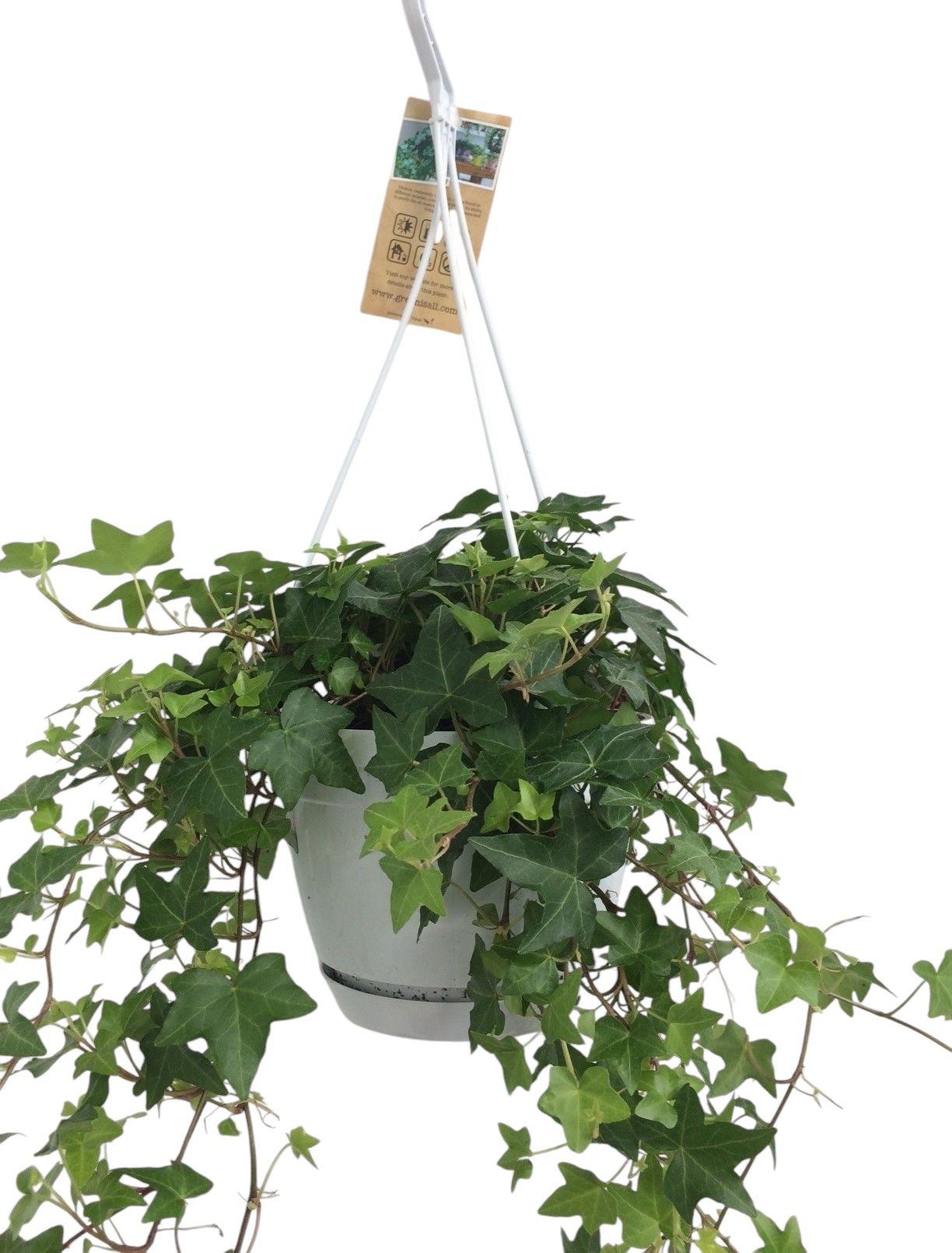 Hedera helix groen - hangpot wit / basic, D 17