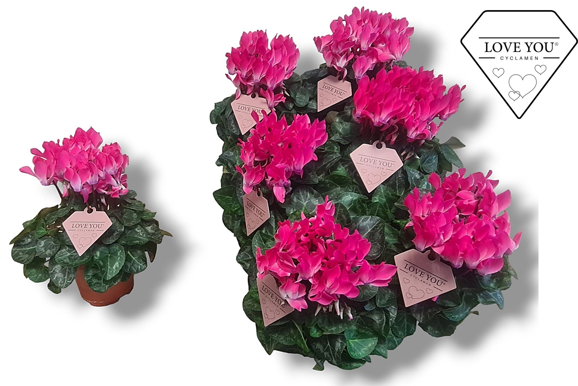 Cyclamen-COMPACT LICHT ROZE LOVE YOU, D 10,5
