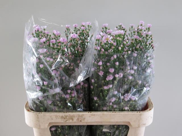 Астер Клаудия 80, шт.