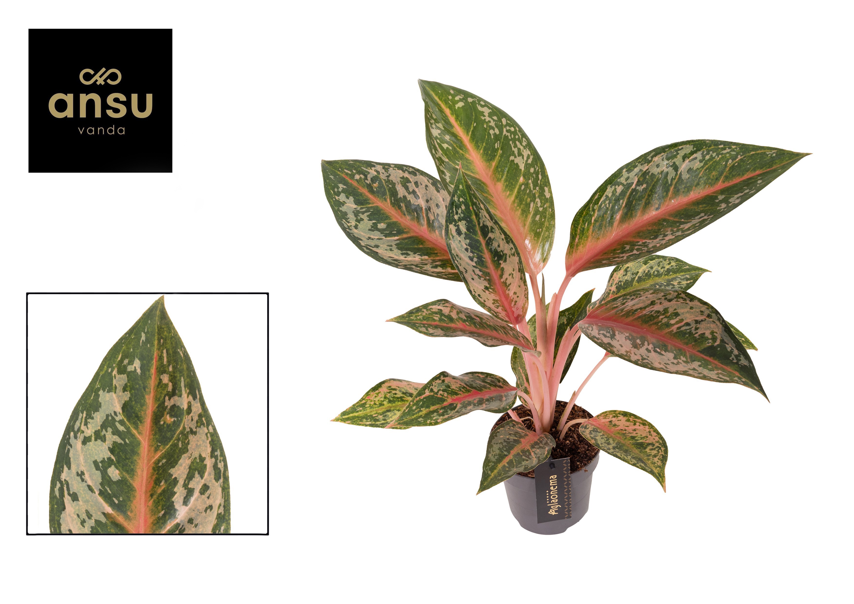 Aglaonema Pumpkin Green, D 12