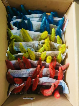 суккулент 70-Колор Нине-таилед Фокс 7 25