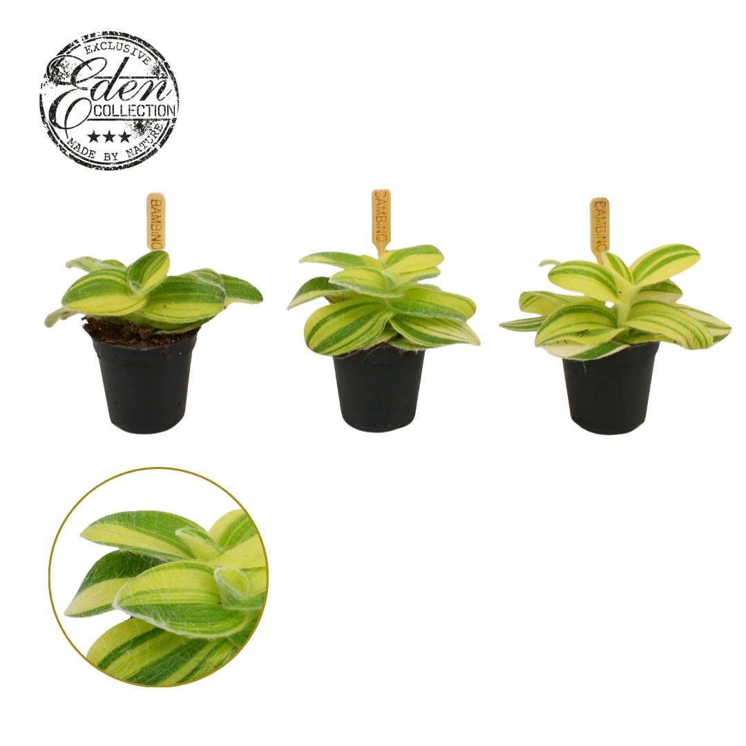 Tradescantia Sillamontana 5,5cm, D 5,5