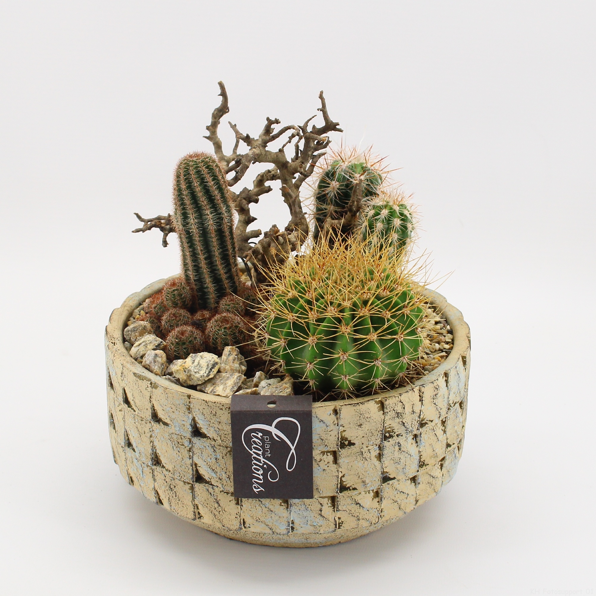 CTCR-2619 Cactus Essentials, D 20