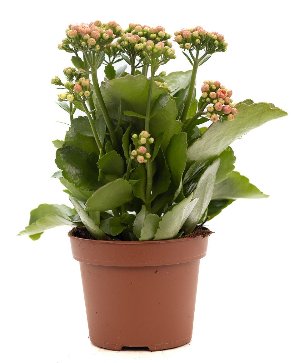 Kalanchoe pink P&PURE Collection, D 12