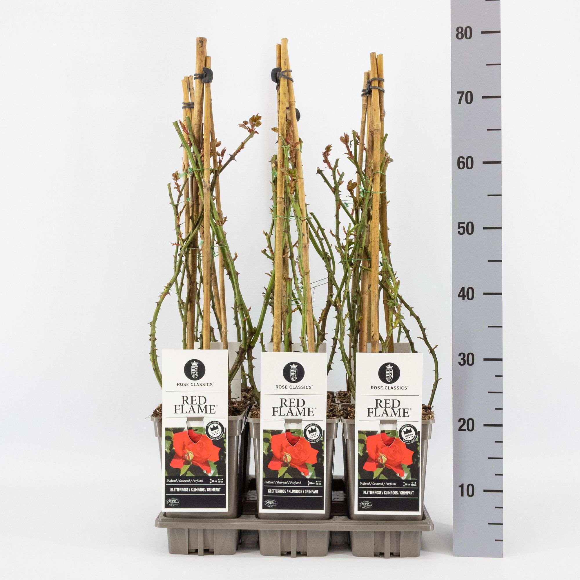Rosa (K) Red Flame ®, C3, 3 stok 75cm, D 17