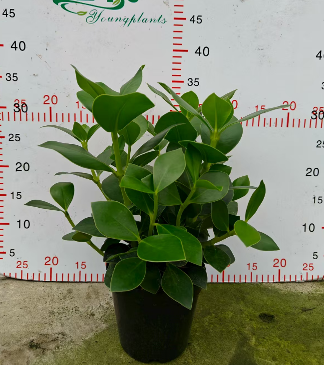 Калатея Сигначер Три 14 35