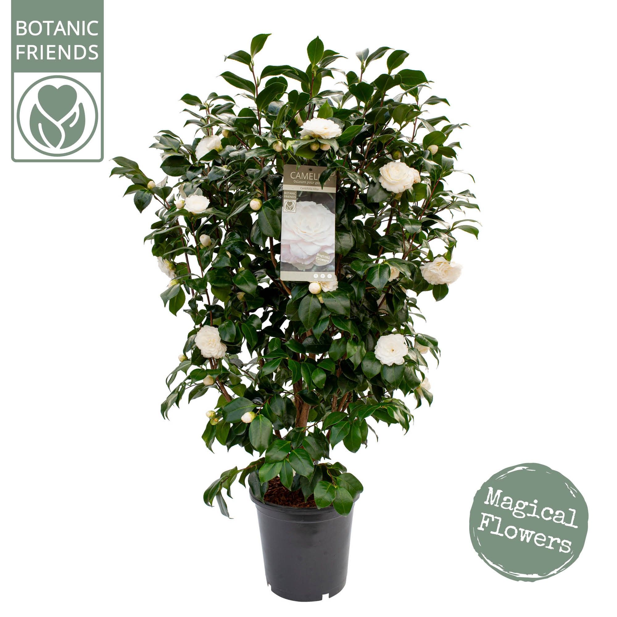 Camellia jap .'Centifolia Alba', D 29