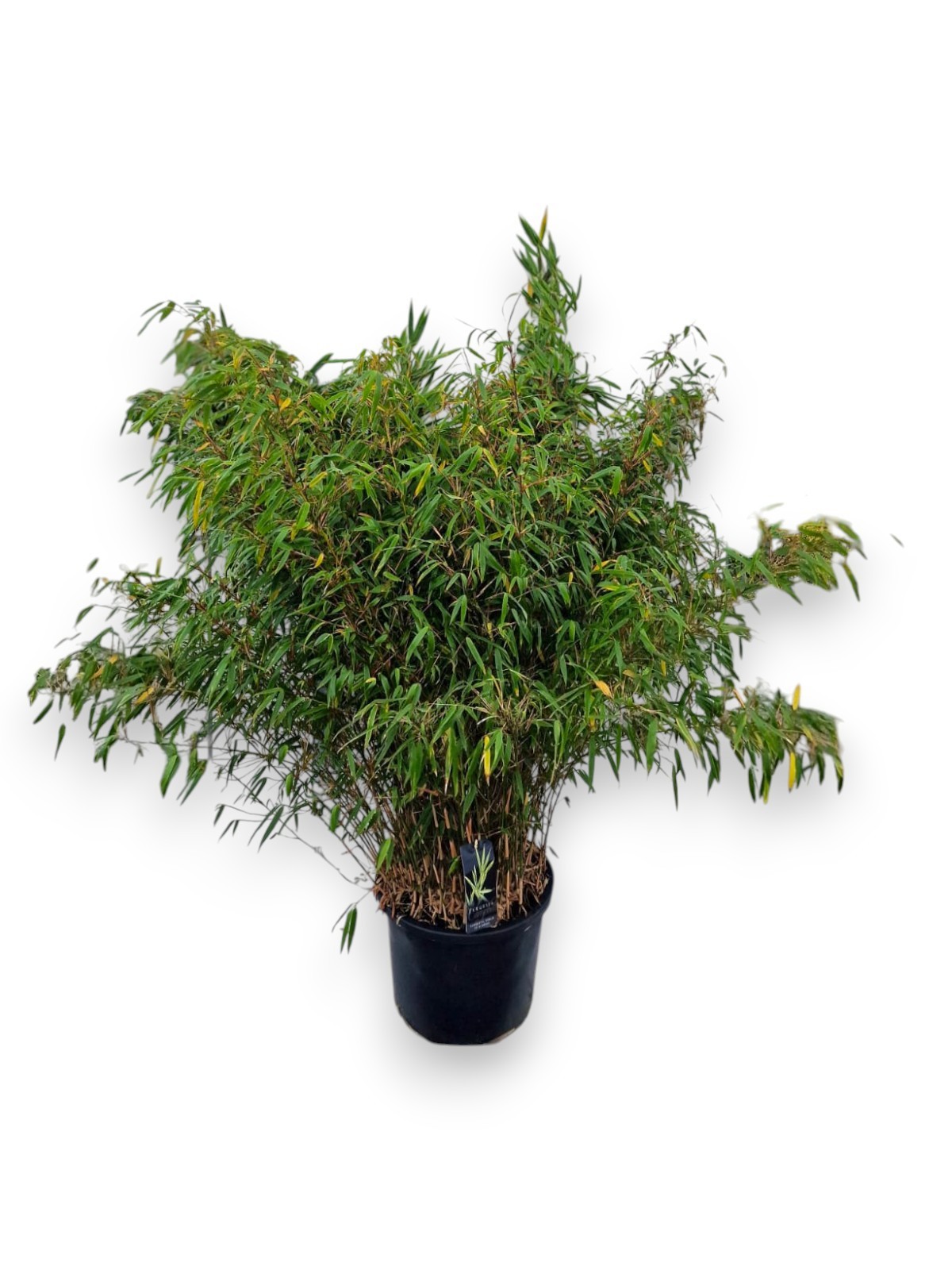 Fargesia rufa C25/P40 - Niet-woekerende Bamboe, D 40