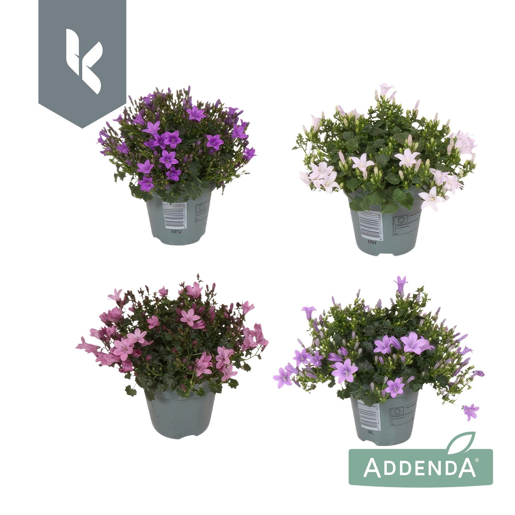 Campanula Addenda Mix in de tray, minimaal 3 kleuren., D 10,5