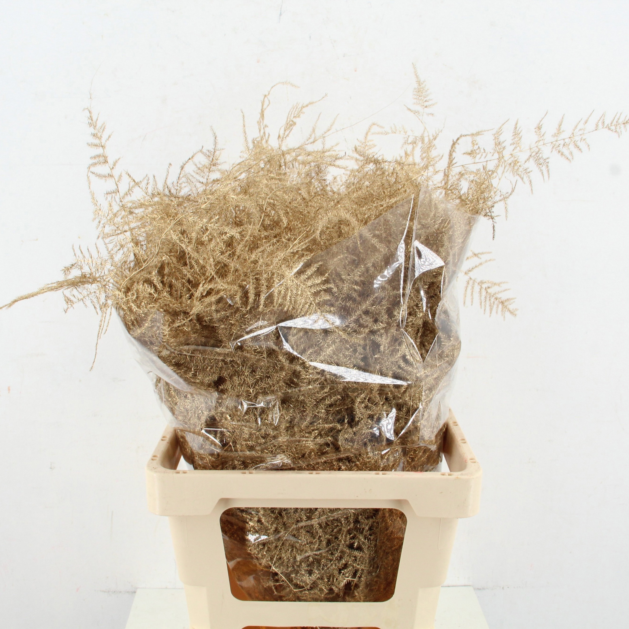 Аспарагус Овериг Крашеный (краш. ) 60, шт.