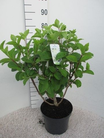 Hydrangea paniculata Silver Dollar str. 110 cm P26, D 26 cm