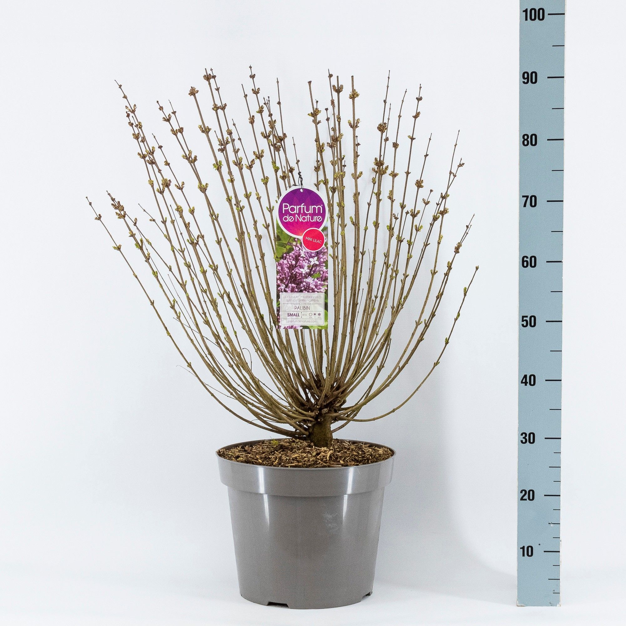 Syringa meyeri Palibin, 3-jarig, C15 Solitair, D 32