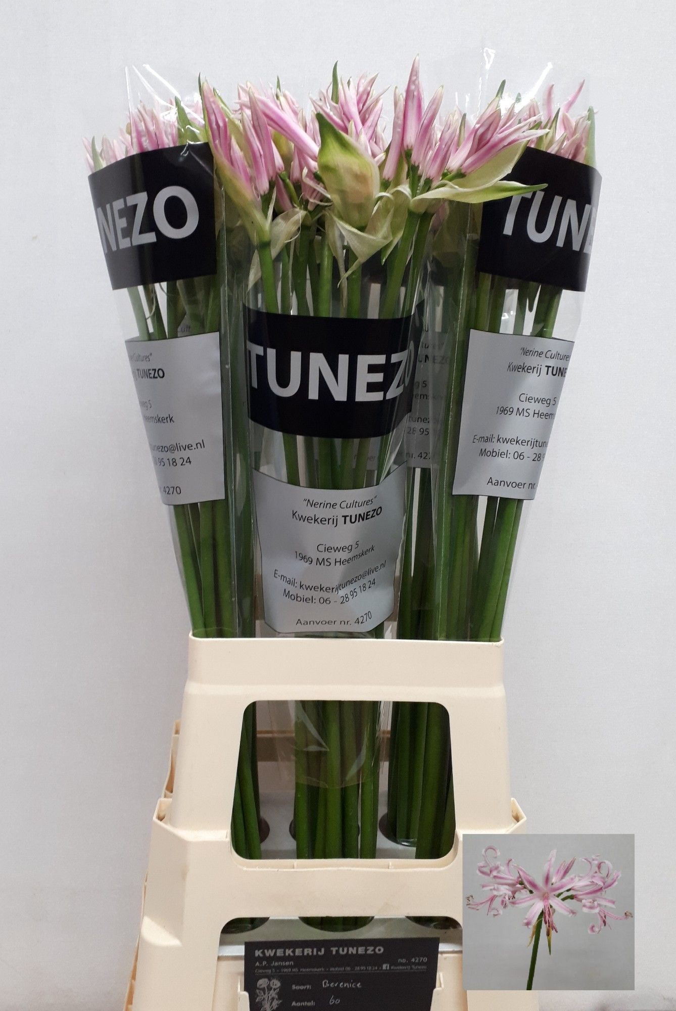 Нерине Беренис 70, шт.