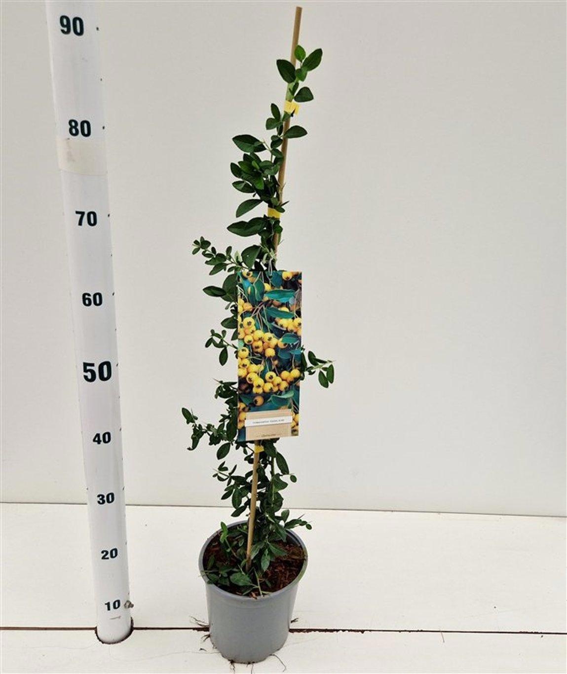 Pyracantha 'Soleil d'Or' - gestokt, D 17 cm