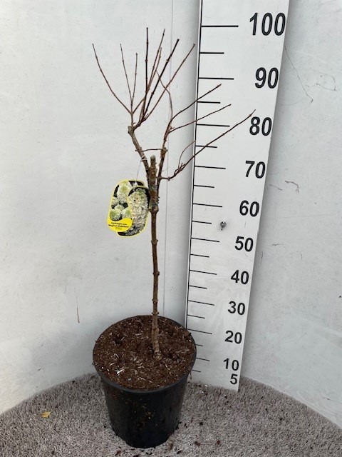 Hydrangea pan. Magical Matterhorn 40-50 stam P28 C10, D 28