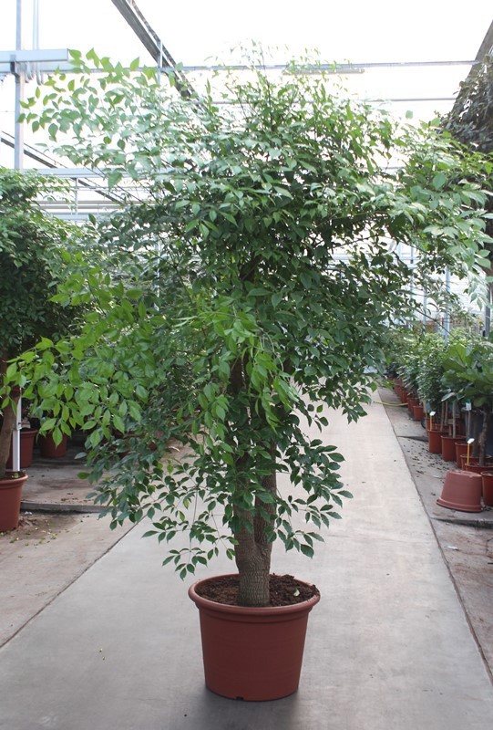 Heteropanax chinensis, D 60