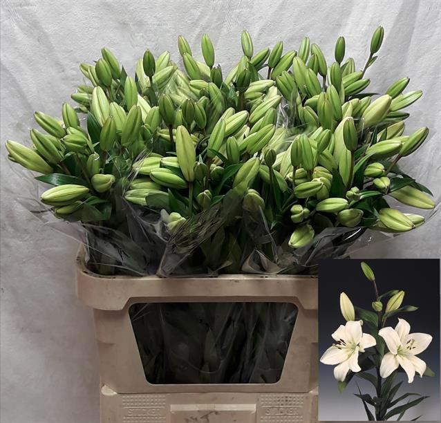 Лилия Литоувен 80, шт.