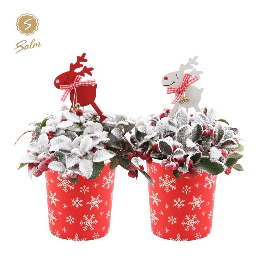 Gaultheria pr. 'Big Berry'® P10 in Cup X-mas Deco + Reindeer + Snow, D 11 cm