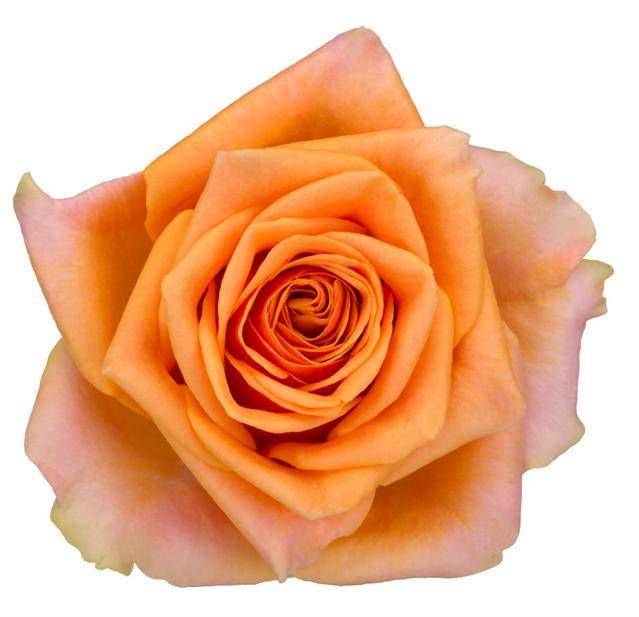 Роза од. Нови! 60, шт.