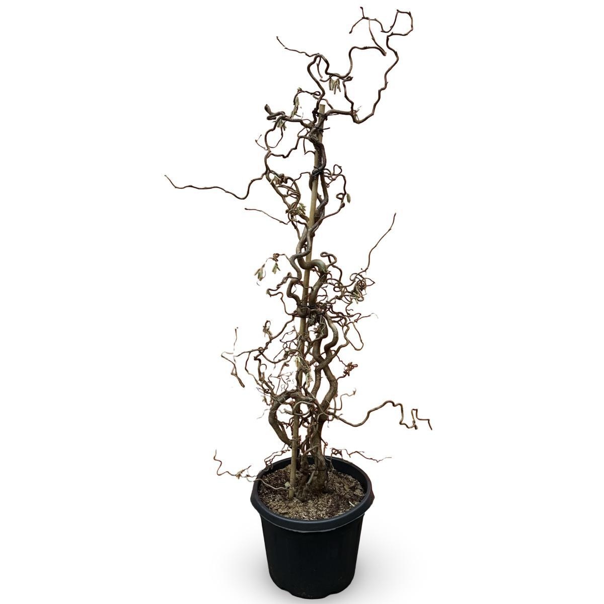 Corylus a. 'Contorta', D 45