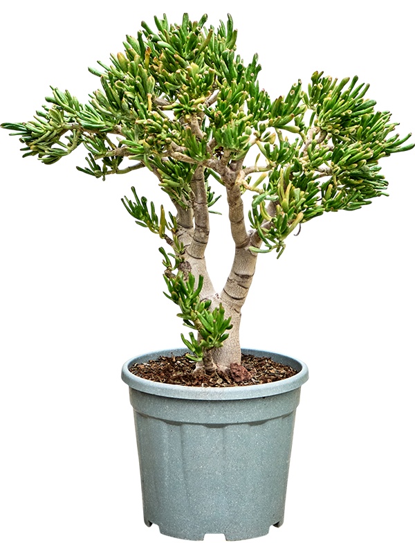 Crassula ovata 'Hobbit' (80-90), D 30 cm