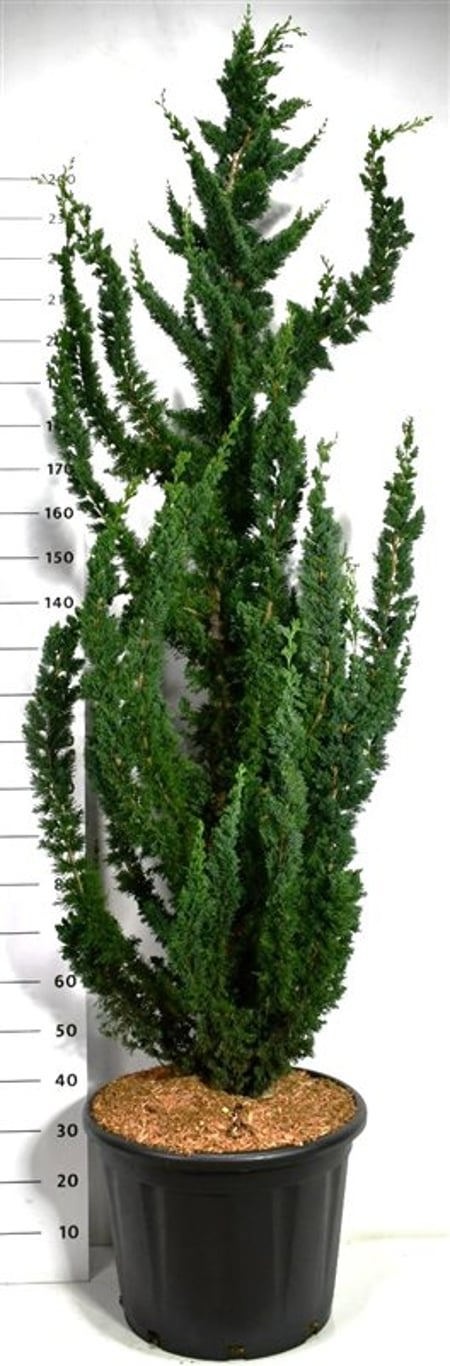 Chamaecyparis l. 'Wissel's Saguaro', D 58
