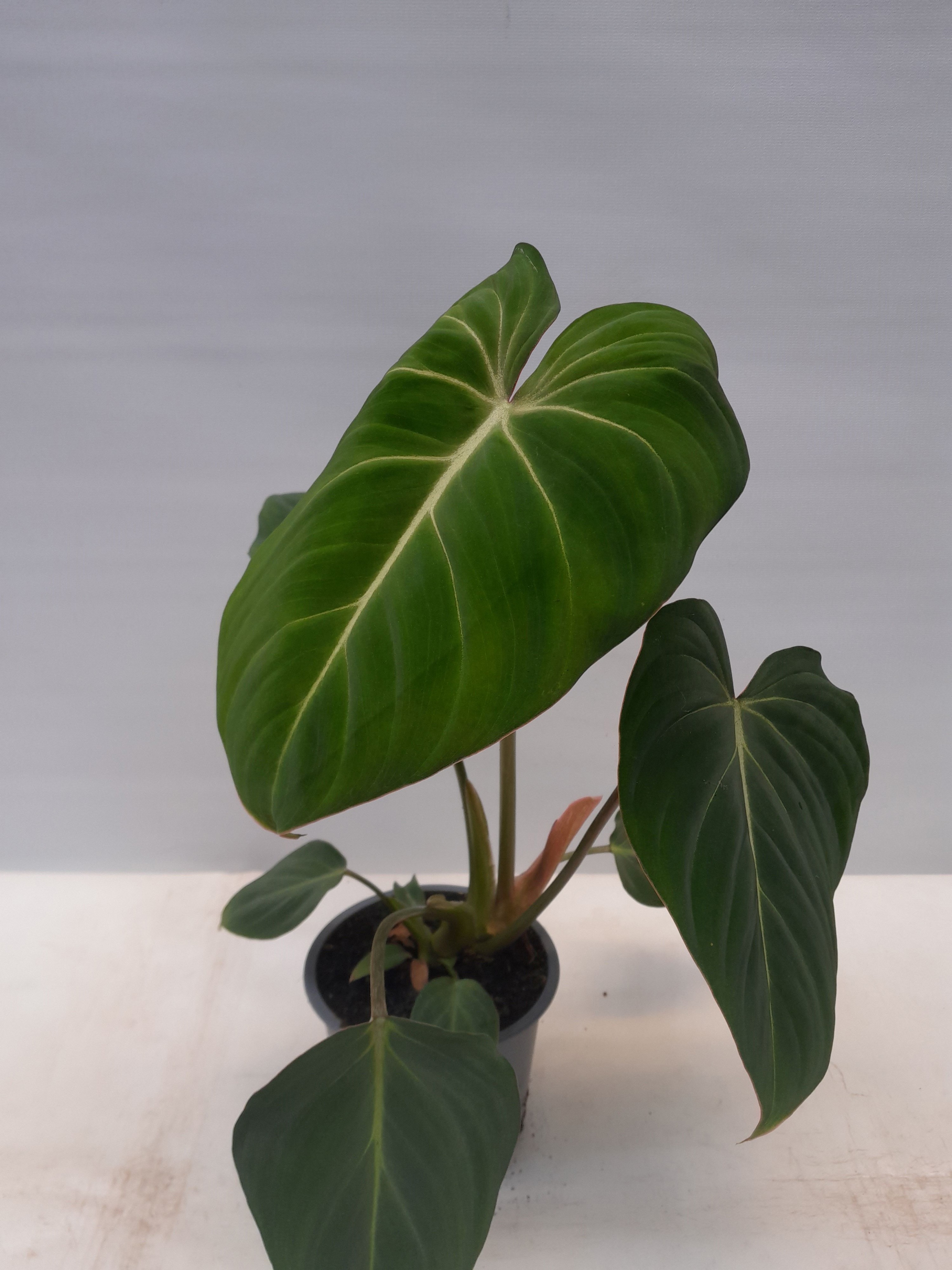 PHILODENDRON GLORIOSUM, D 12 cm PHILODENDRON GLORIOSUM, D 12 cm