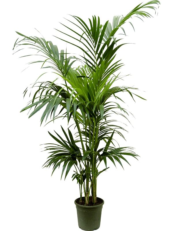 Kentia (Howea) forsteriana, D 24 cm