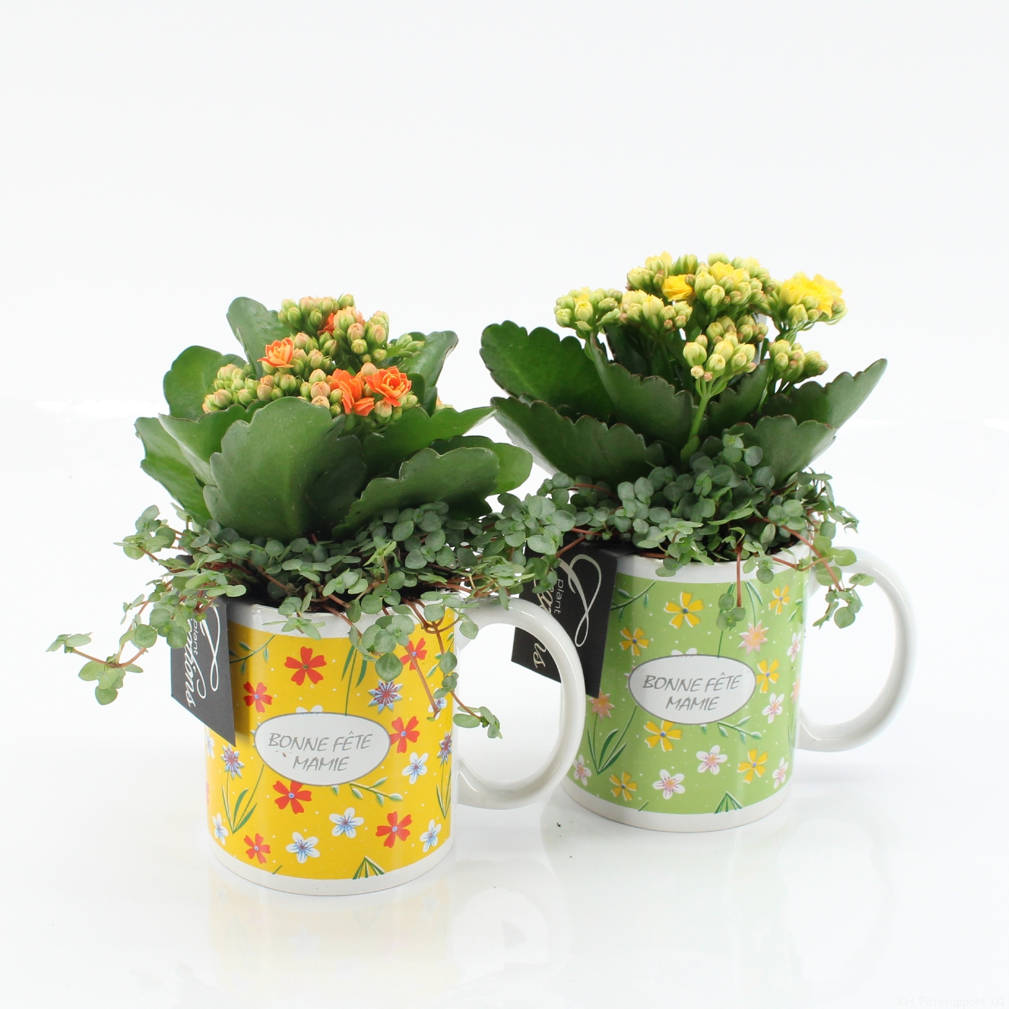 FGCR-2620 Fête des grands-mères, D 11