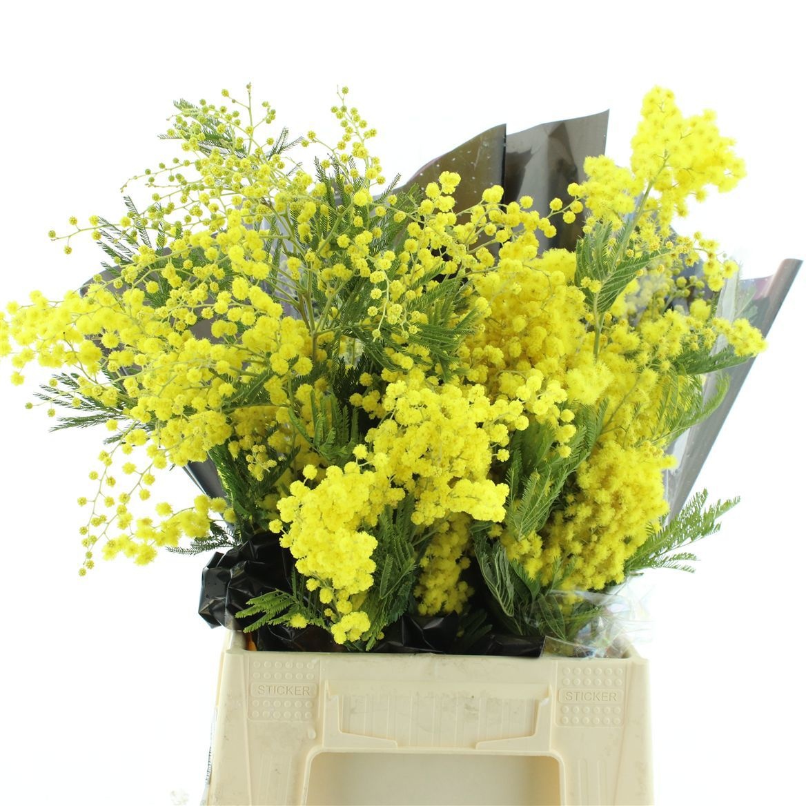 Мимоза Балеана за пучок 55, пуч.