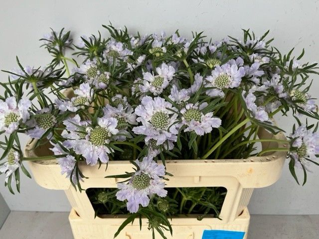 Скабиоза Джиска 65, шт.