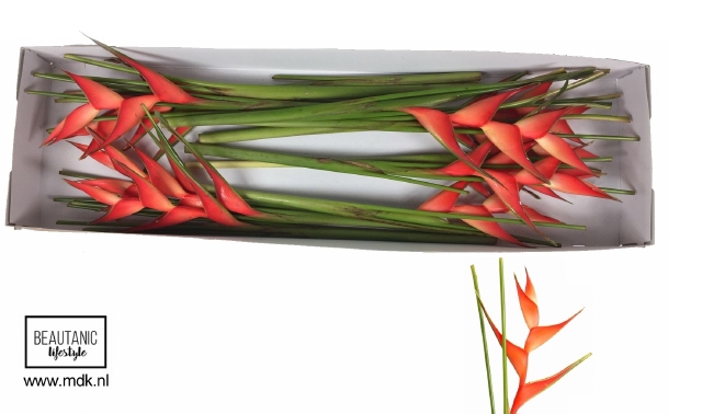 Геликония Тропикал (оранж.) x12, шт.